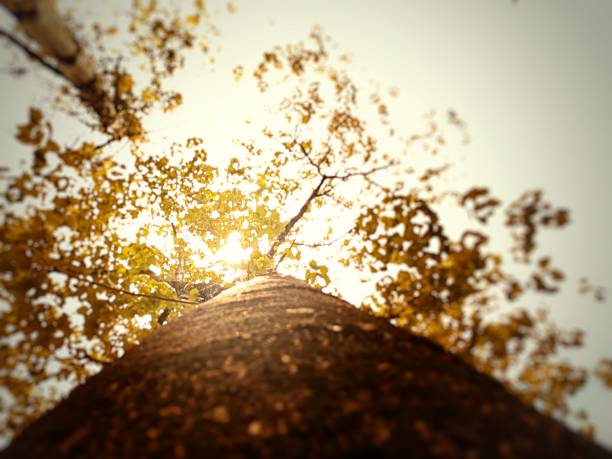 Golden sunlight through autumn leaves
