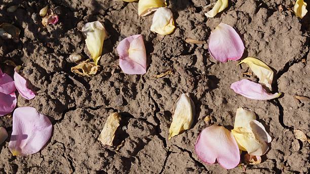 Dried Rose Petals on Cracked Soil