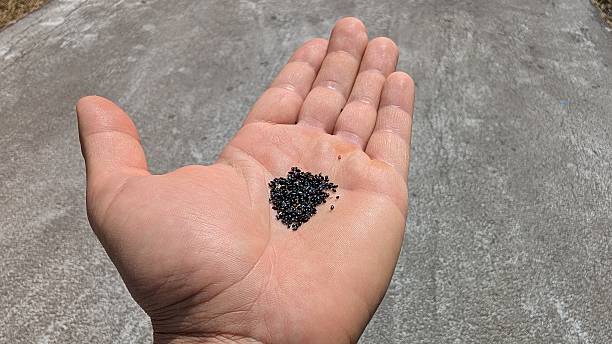 istock A hand is holding several black stones while resting on the rough road surface below 2237128837