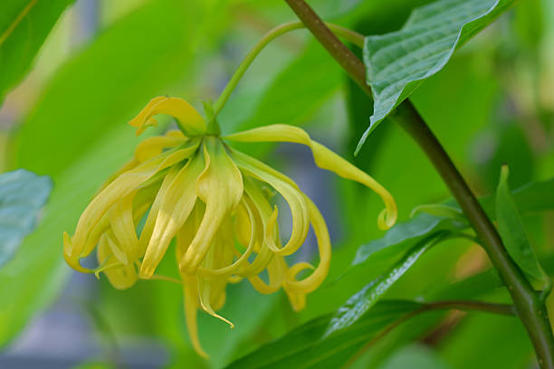 istock Ylang-ylang flower 2237129278