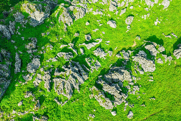 Vibrant green grass grows between rugged grey rocks, creating a natural abstract stone texture.
