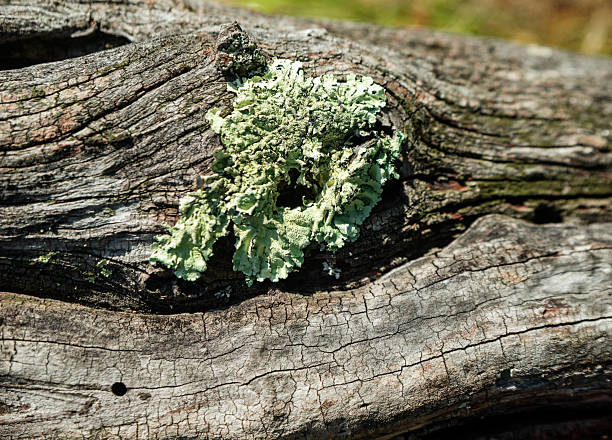 Weathered wood close-up, with lichen on it. Bulgaria, Europe.