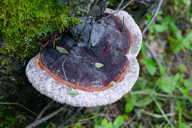 istock Tinder fungus on an old stump in the forest 2237132138