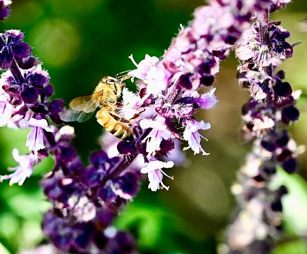 Close up of a honey bee on flowering basil plant