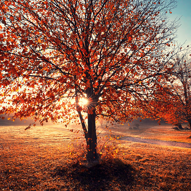 Golden Autumn Sunrise Through the Mist