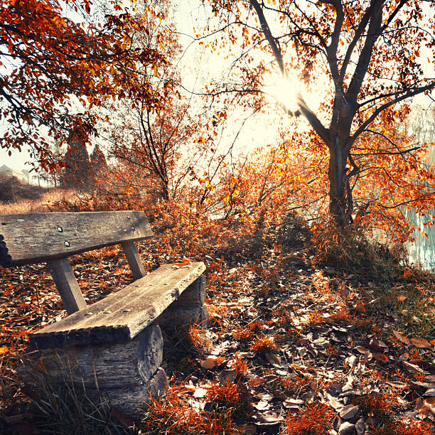wooden bench in the autumn forest