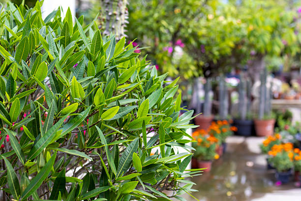 Shrub in the nursery