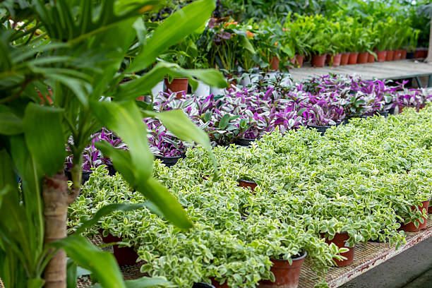 Decorative plants of different colours and textures for the home