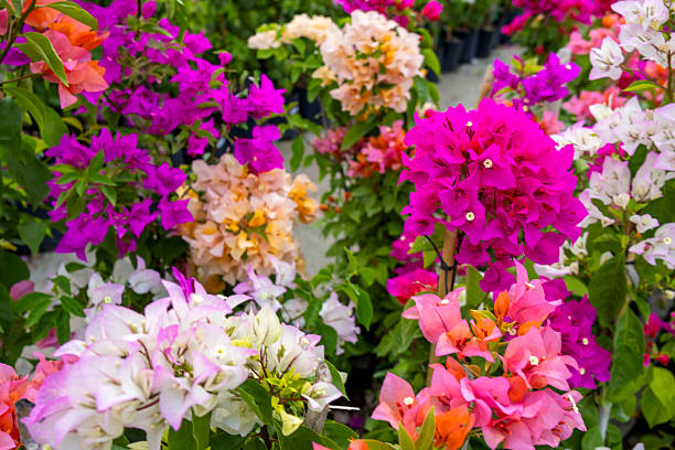 Bougainvillea flowers
