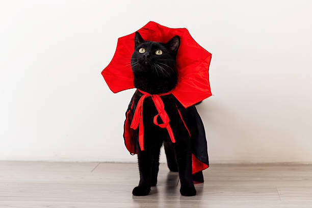 istock A black cat in a Dracula costume looks away. White background 2237139750
