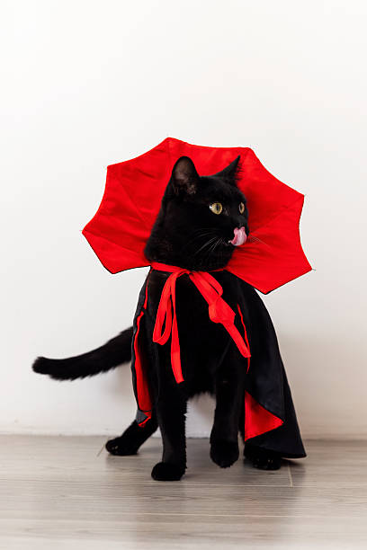 istock Black cat in Dracula cape on white background, licking nose 2237139757
