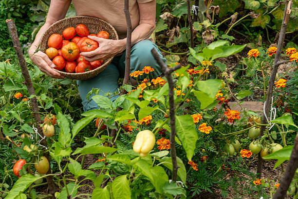 Women, waist down, holding basket with ripe tomatoes in domestic vegetable garden. Flowers and tomato and pepper plants around.