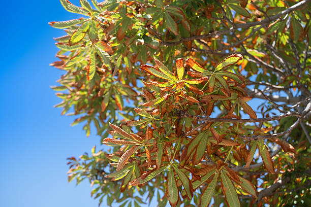 istock Horse chestnut tree. Leaves turning yellow and drying. blue sky background. 2237142911