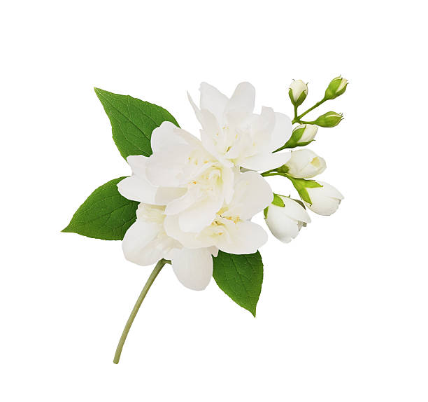 istock Jasmine (Philadelphus) flowers in a spring arrangement isolated on white background 2237145056