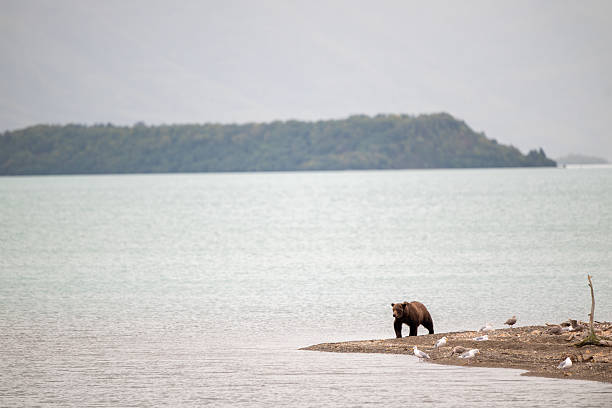 istock Alaskan brown bear walking along the shore. 2237150163