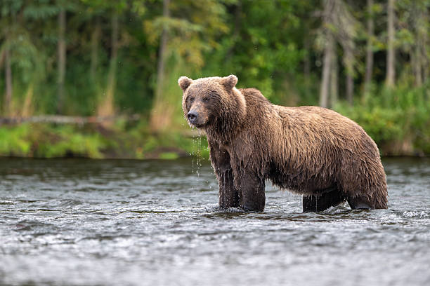 istock Alaskan brown bear standing in Brooks River 2237150178