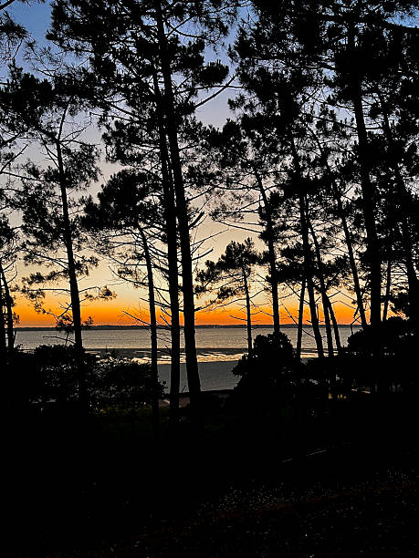 istock Sunset over plage peirere in arcachon with trees silhouetted 2237150298