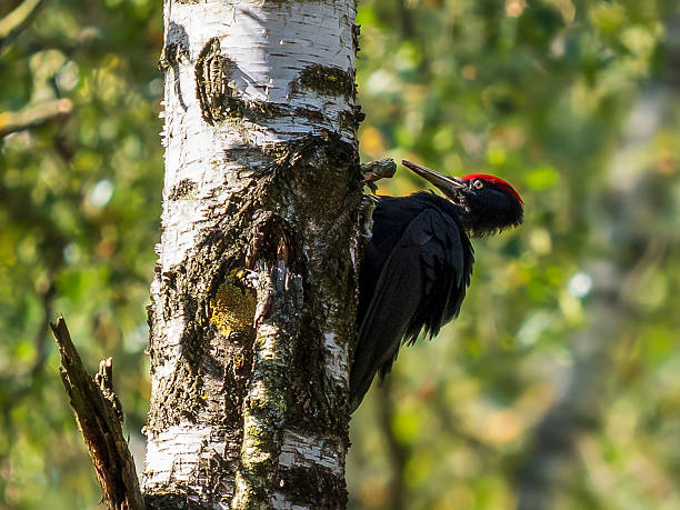 istock Black woodpecker, dryocopus martius on birch trunk 2237150383