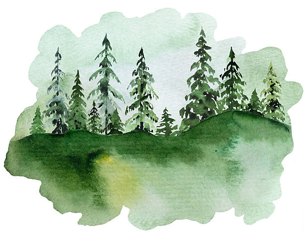 istock Hand drawn watercolor green spruce or pine tree misty forest, winter isolated illustration 2237151507