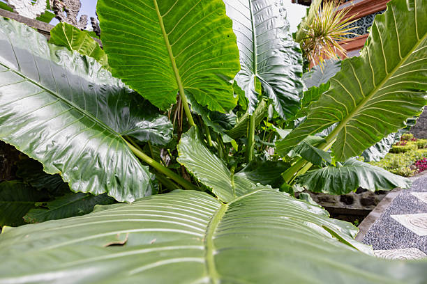 Monstera deliciosa foliage cluster in tropical jungle setting