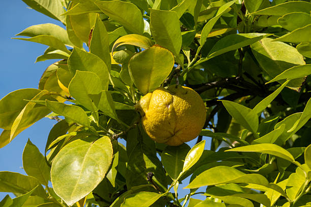 istock Unripe yuzu citrus fruit growing on tree 2237154341