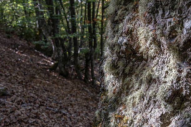 La pedrosa beech forest. Riofrío de riaza. Segovia. Spain. Tree trunk covered in green lichen and moss with sunlight hitting the bark in a blurred autumn forest background