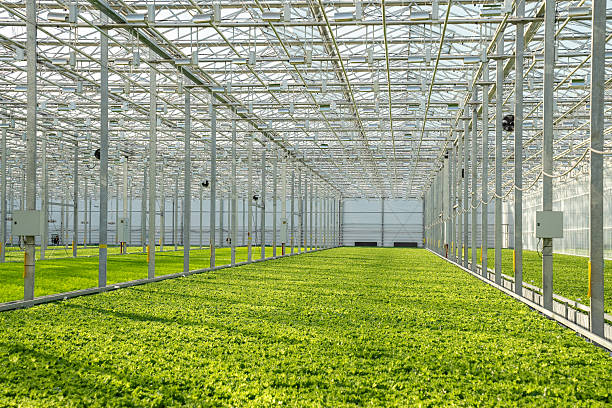 istock Growing Frillice lettuce in smart hothouse with automated irrigation system. Agriculture technology 2237155833