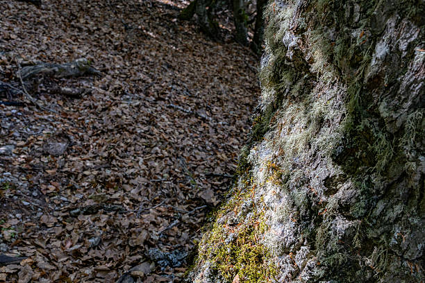 La pedrosa beech forest. Riofrío de riaza. Segovia. Spain. Tree bark providing a textured surface, full of moss and lichen, sunlight shining on trunk in a forest