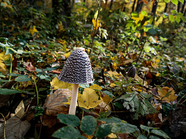 Detailed macro photo of a magpie inkcap mushroom (Coprinus picaceus) standing among fallen leaves and green plants on the forest floor in autumn.