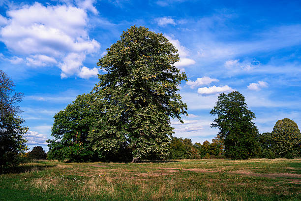 Hyde Park's forested green stretches beneath peacefully floating white clouds, a serene natural escape in the heart of London.