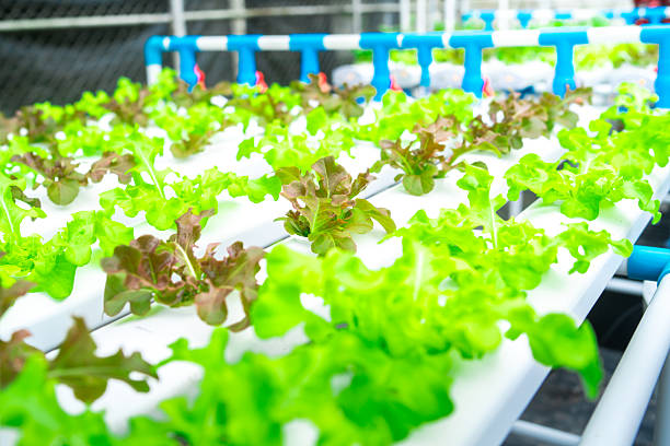 istock Hydroponic vegetables is the practice of growing vegetables with water and a solution containing essential minerals for plants. Resulting in not having to use soil for planting at all 2237159353