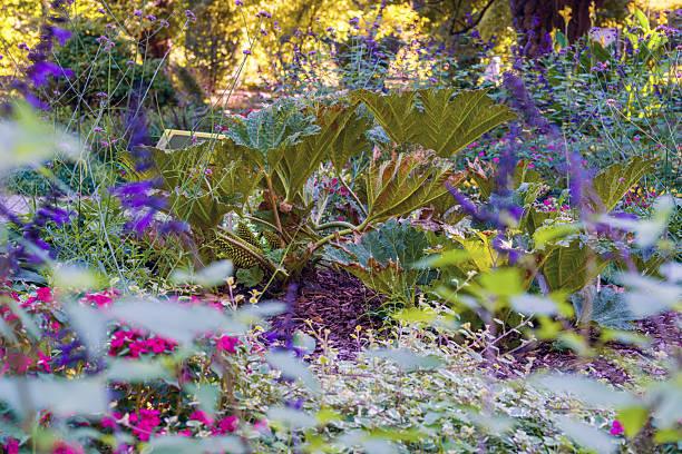 Funny Gunnera tinctoria  in Polish Botanical garden  in Warsaw in August with big leaves and strange 'fruit'