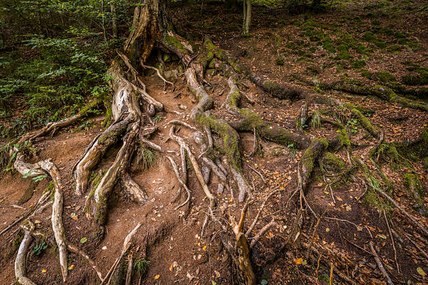 Roots of a tree exposed and lying open on an embankment, Germany