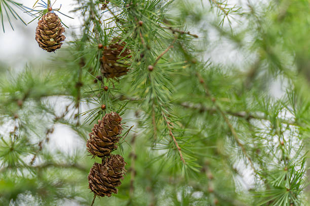 Several brown larch cones hang from a green branch. The delicate needles create a soft natural backdrop.