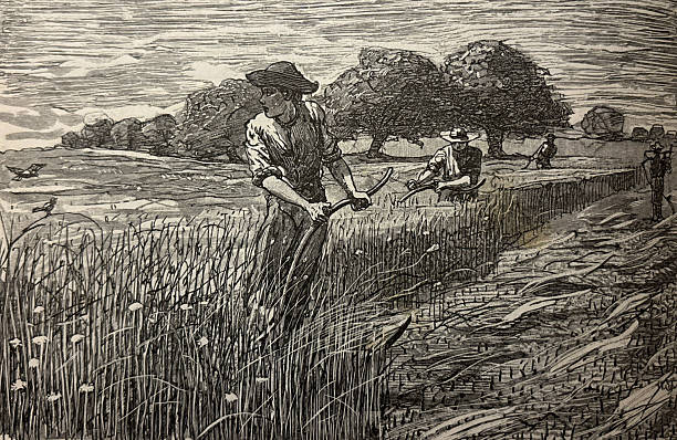 Antique illustration pre 1900 -  man in field cutting wheat with a sickle