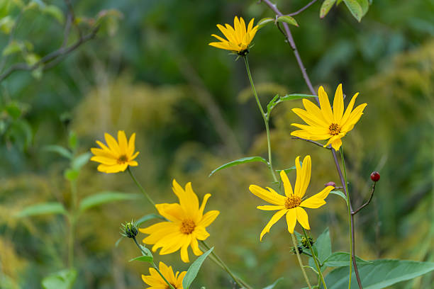 istock Bright yellow flowers bloom on tall stems. 2237161524