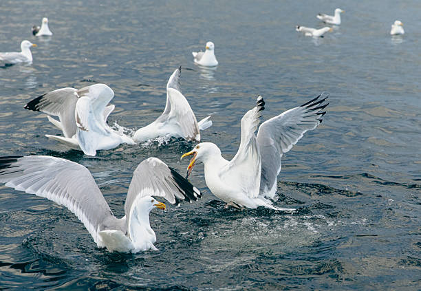 istock Seagulls Take Flight Over Calm Ocean Waters Near a Rocky Coastline 2237164022