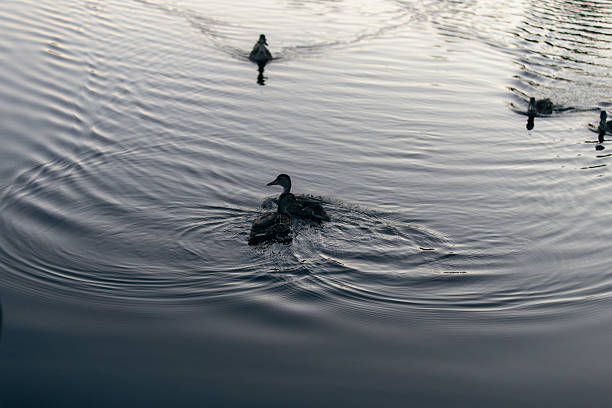 istock Ducks Gliding Across Calm Water Creating Gentle Ripples At Sunset On Quiet Lake 2237166122