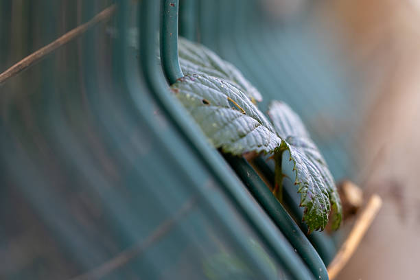 Green vines twist and climb over an old, rusty metal fence, creating a contrast between nature and decay. The vibrant leaves stand out against the weathered surface, highlighting the balance between life and aging structures.