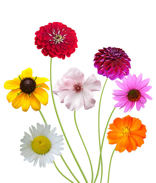 istock Summer colorful flowers bunch 2237169871