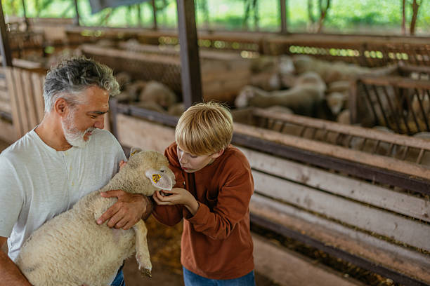 istock Old man and a boy holding and petting a lamb in a barn 2237169902