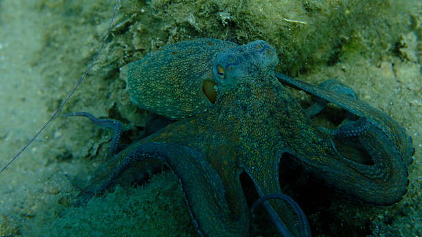 istock Common octopus (Octopus vulgaris) hunting, Aegean Sea 2237172020