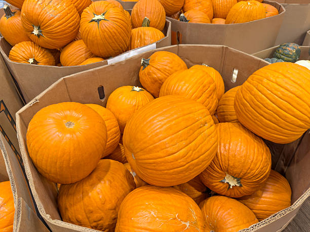 Large pumpkins in a market