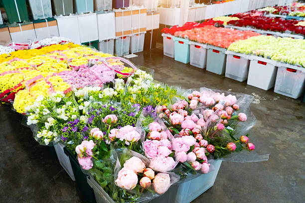 istock Peonies, chrysanthemums and roses in plastic boxes other flowers in in plastic boxes transport, storage for sale in flower shops. 2237180218