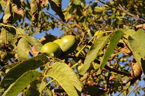 istock Green walnut fruits grow on a tree. 2237181864