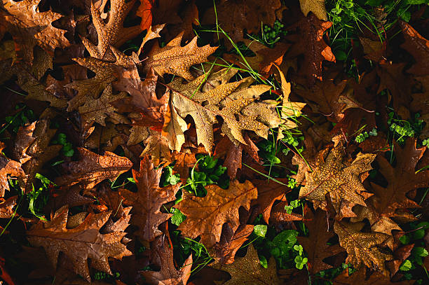 Fallen brown and orange oak leaves with dewdrops covering the forest floor