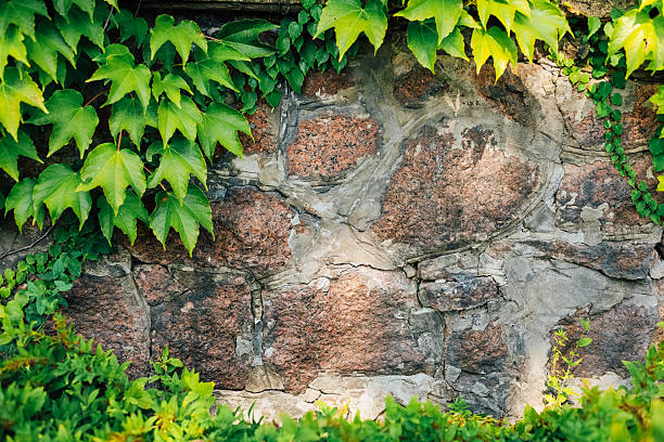 Lush green ivy covers a weathered stone wall creating a peaceful and natural backdrop. Sunlight filters through the leaves enhancing the serene atmosphere of this outdoor scene.