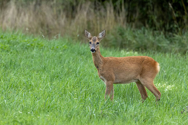 istock Beautiful female roe deer (Capreolus capreolus) 2237188835