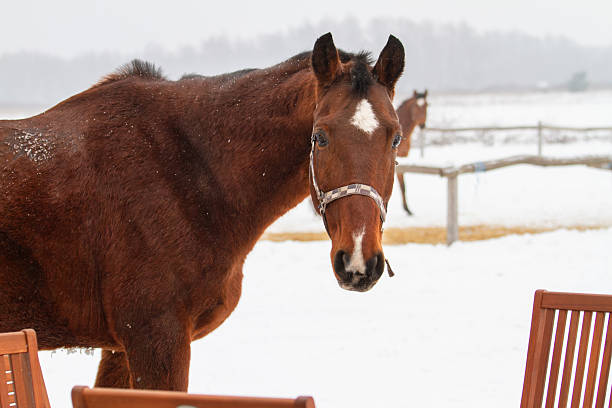 istock Horse walking in the snow on a winter day 2237191126