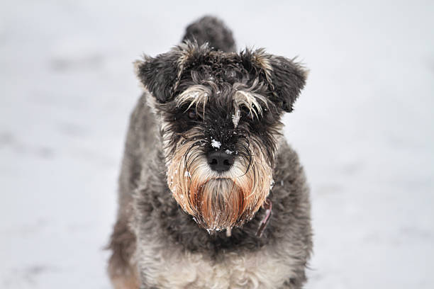 istock Schnauzer portrait on a snow background 2237191138